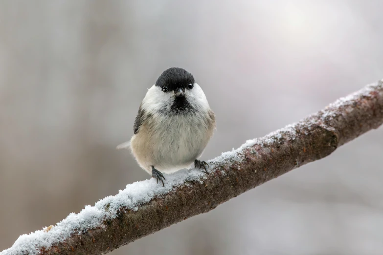 the small bird is perched on the nch