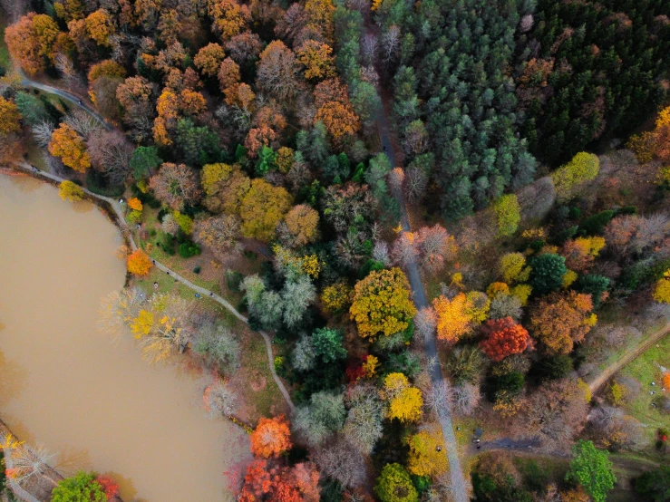 the aerial view of fall colors in a forested area