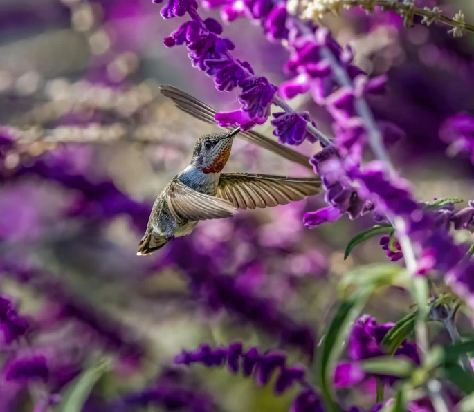 a bird is sitting on a flower and taking flight