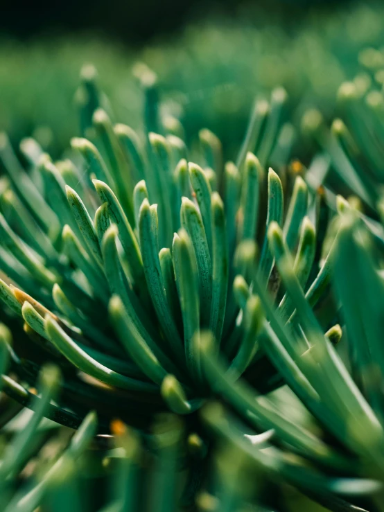 some green grass with small buds growing on it