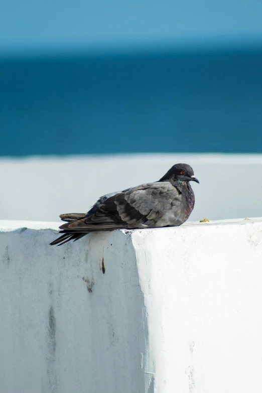 a bird is sitting on the edge of a cement wall