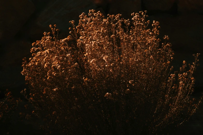 the bottom of a large bush covered in snow at night