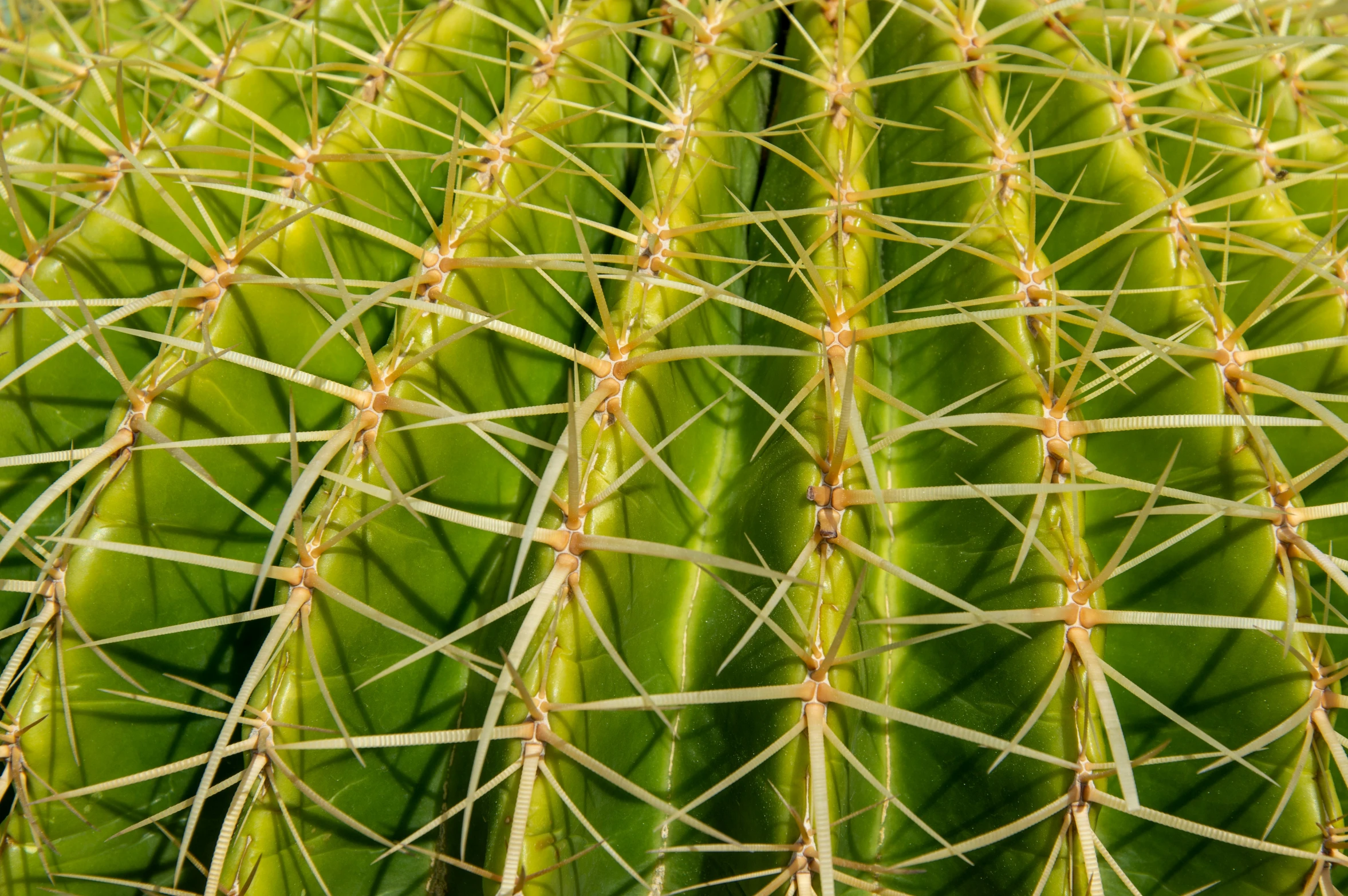 closeup of cactus spikes on a green cactus