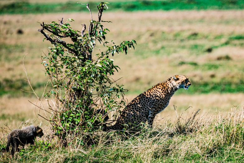 a cheetah looking down at its cub on the savanna