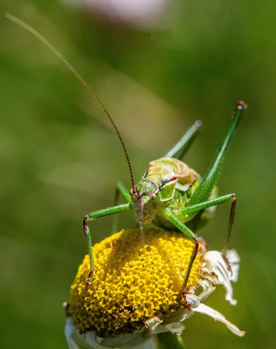 a grasshopper sitting on top of a yellow flower