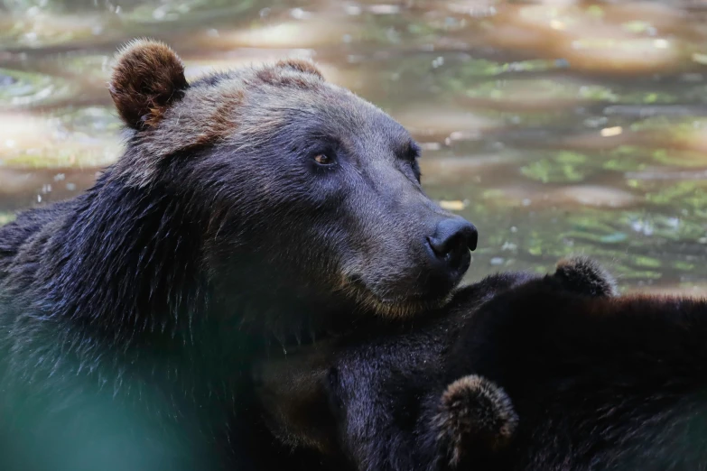 the bear has it's face over another one