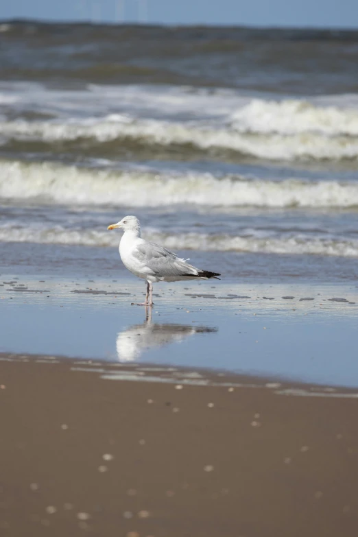 a seagull stands in the sand on the beach