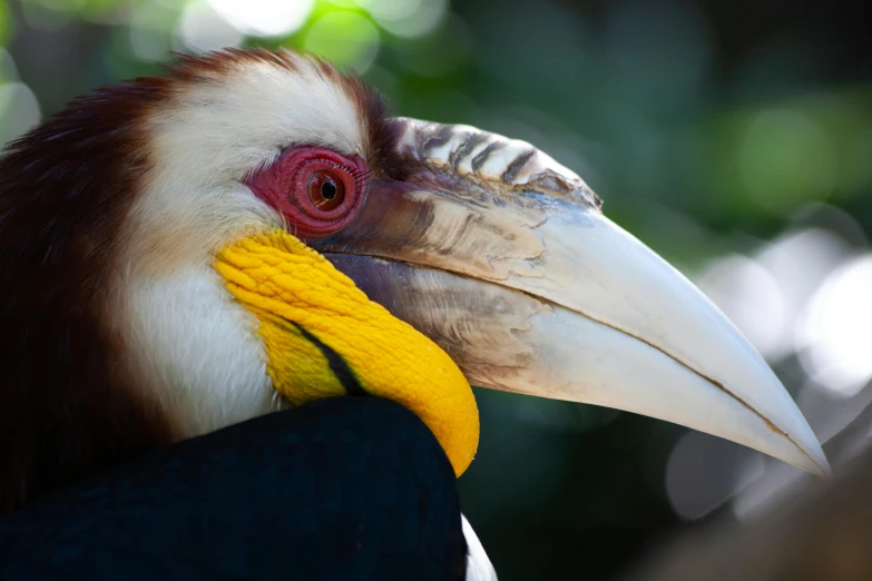 a close up of a bird with a yellow beak and brown head