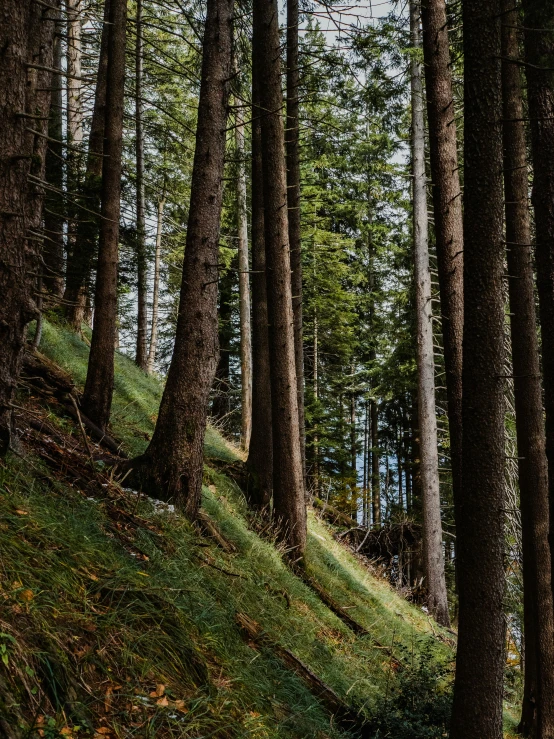 a person riding a horse along a trail among some trees