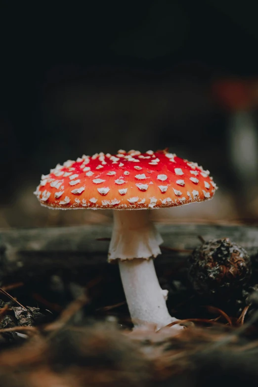 a close up of a mushroom with red caps