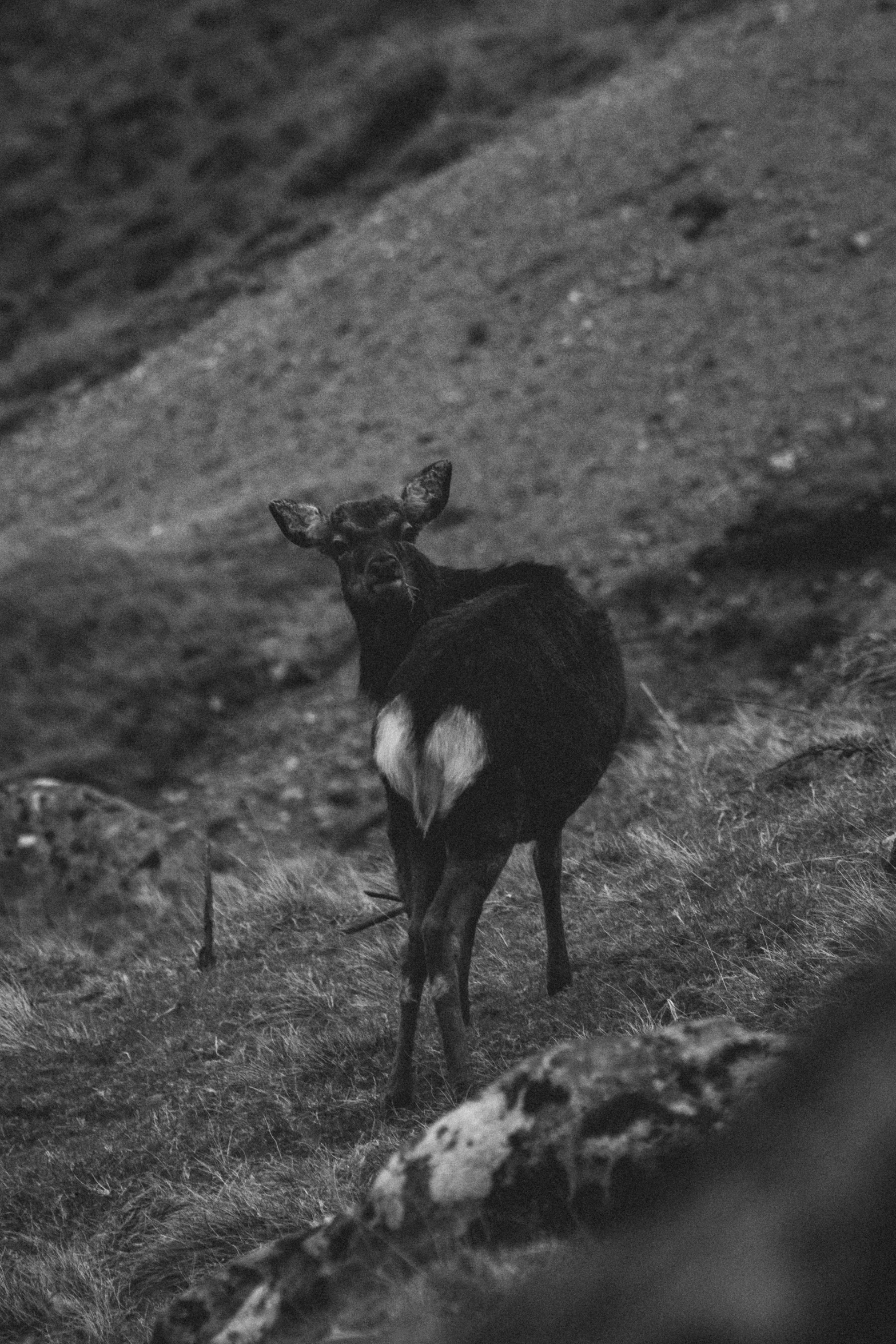 black and white image of a deer looking straight ahead