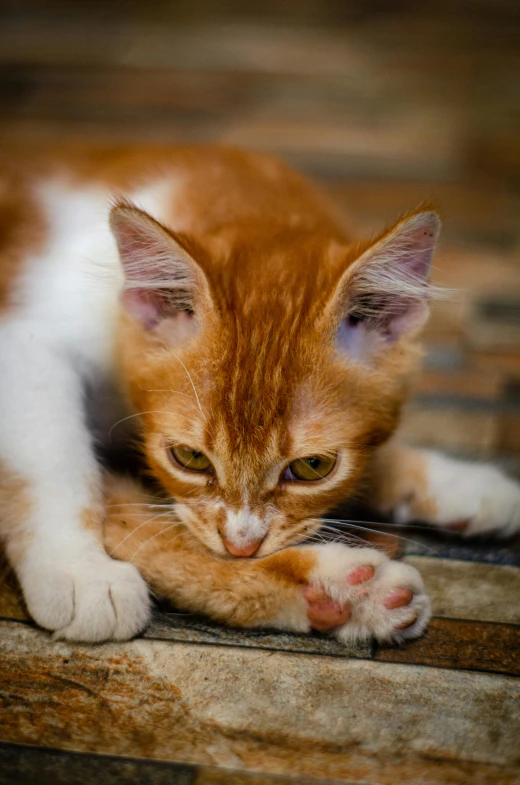 an orange and white cat scratching its paw