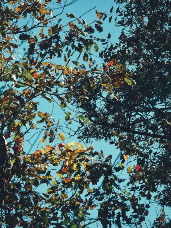 a stop light sitting in the middle of trees