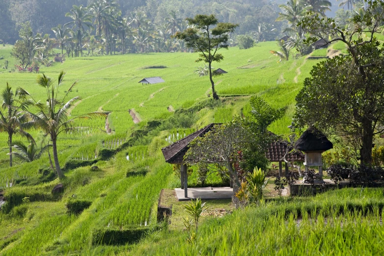 a grassy field surrounded by palm trees