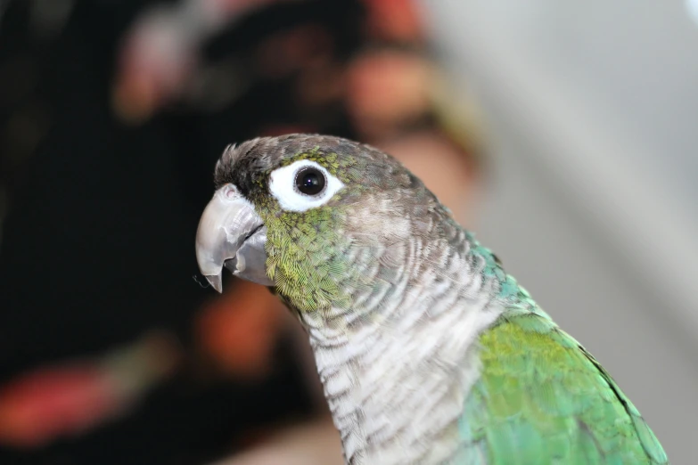 a green and grey bird with white tipped markings