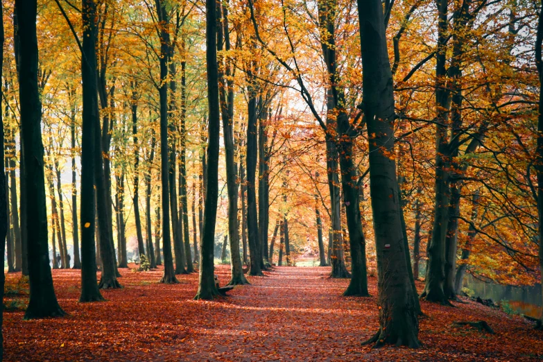 the trees are turning orange while all of them are changing color