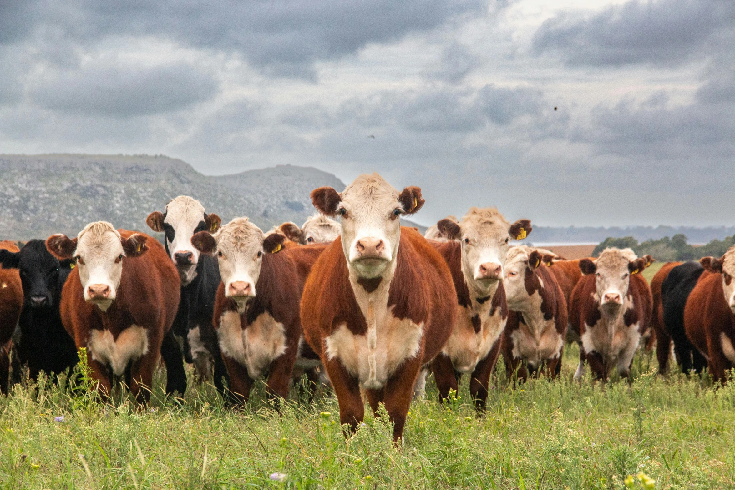 many brown and white cows standing in a field