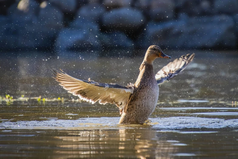 the bird is flapping it's wings in water