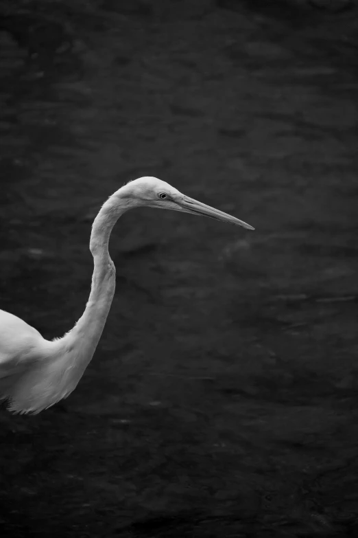 black and white pograph of a crane in the water
