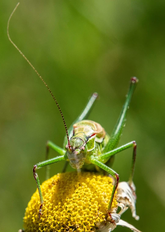 an insect standing on top of a yellow flower