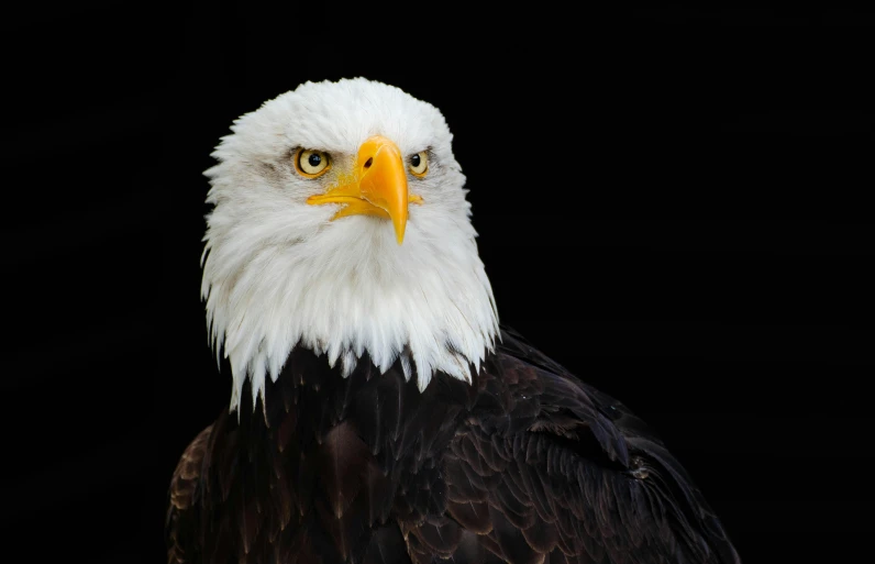 a bald eagle with a yellow and white beak
