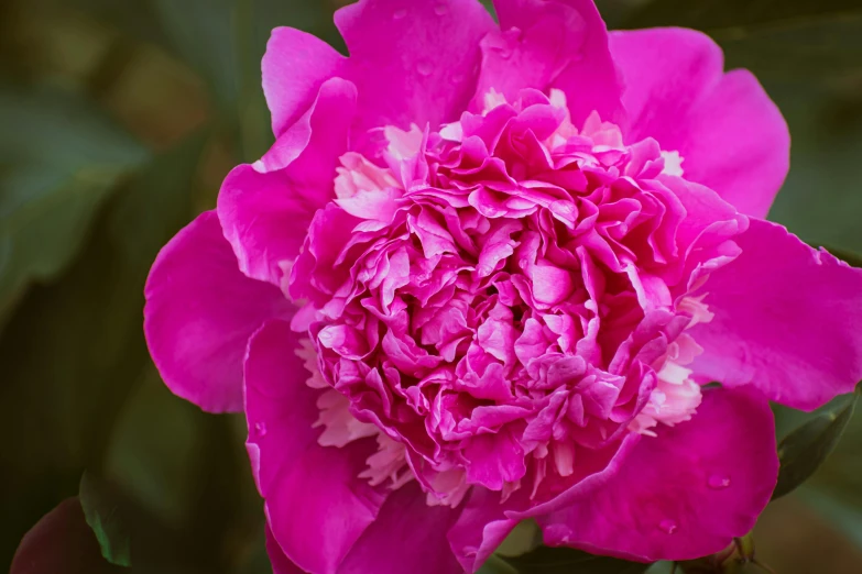 a large flower with many petals on a plant