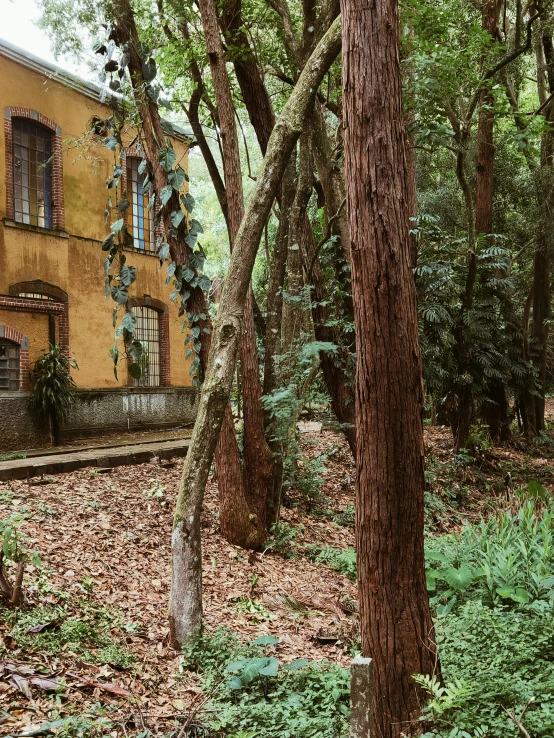 an old yellow building sits in the woods