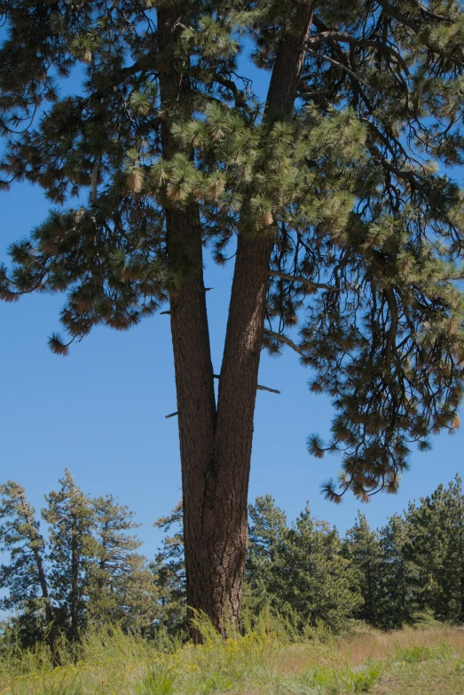 a person walking down a path in a grass field next to a tree