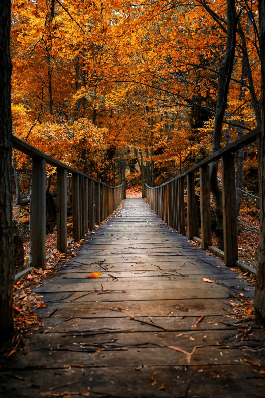 a wooden walkway surrounded by fall colored trees