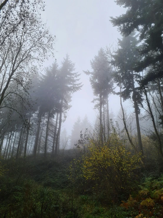 a foggy morning with a bunch of trees and shrubs