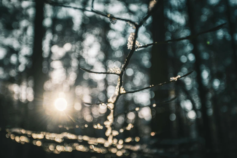 an artistic picture of a small nch in the woods with the sun behind