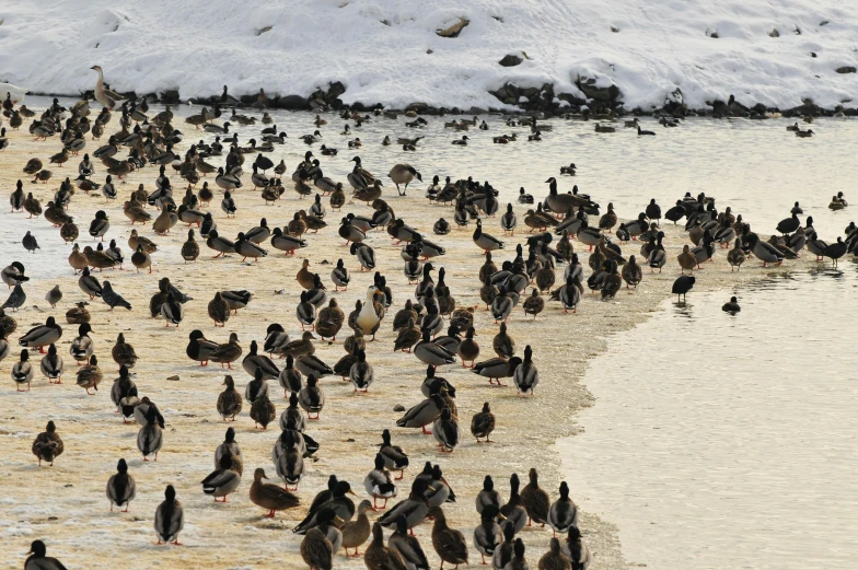 a lot of birds are by the water