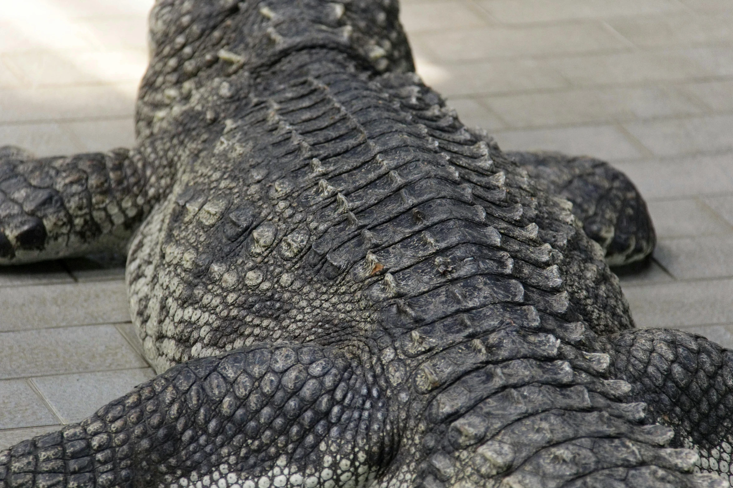 a close up image of the back end of a large alligator