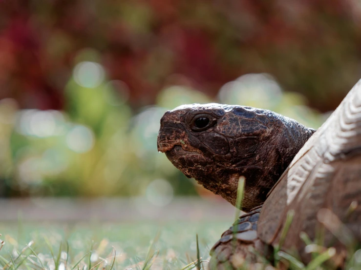 a turtle walking across a lush green grass covered field