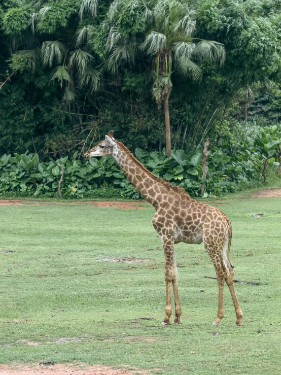 a giraffe walking across the middle of a field