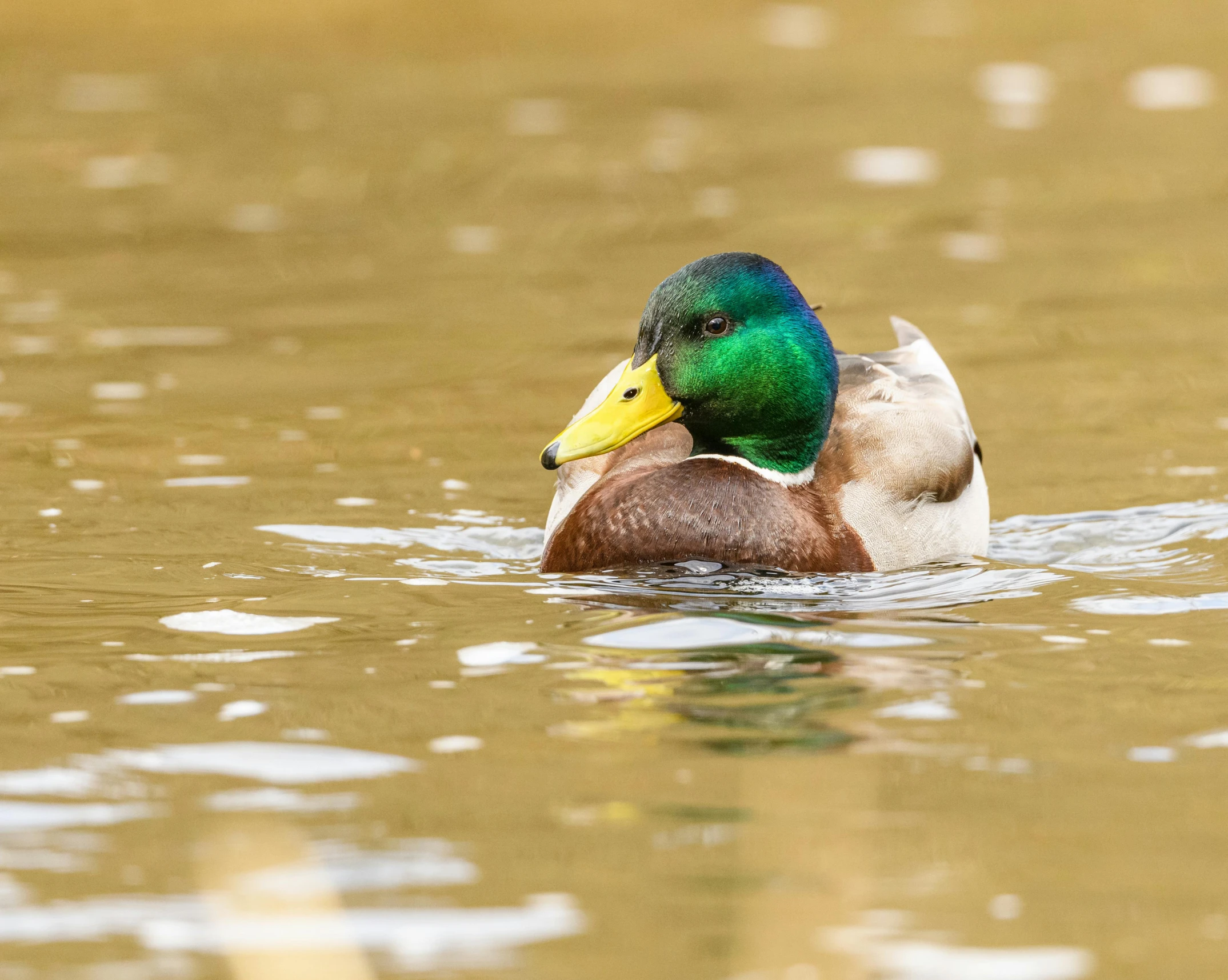 a mallard in the water swimming close to shore