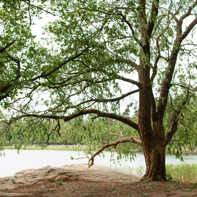 a bench underneath a tree in front of a body of water