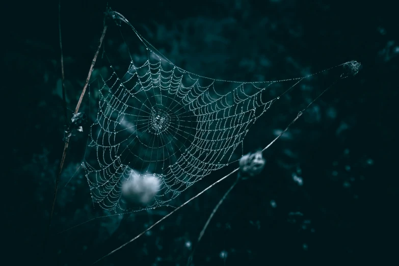 a spider web is hanging from a tree limb