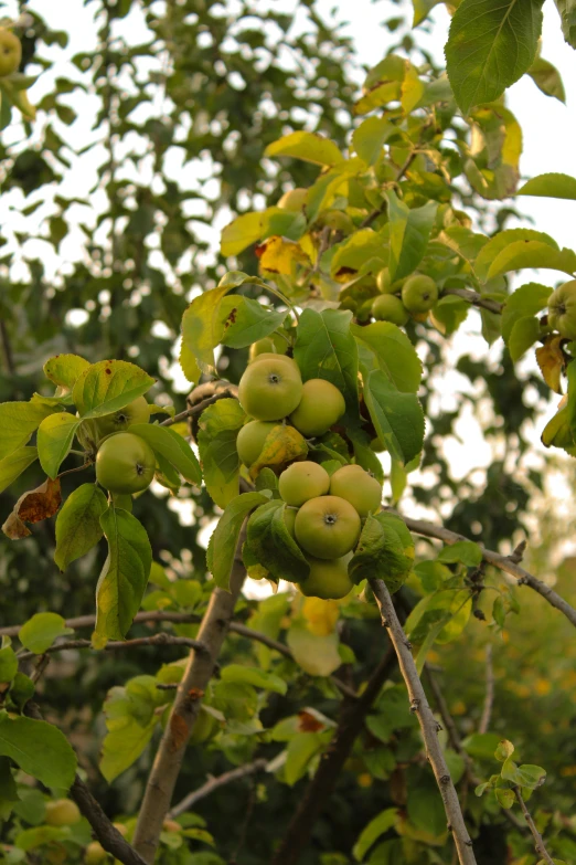 the fruit is still in bloom on this tree