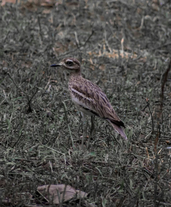 a bird with long legs standing on dry grass