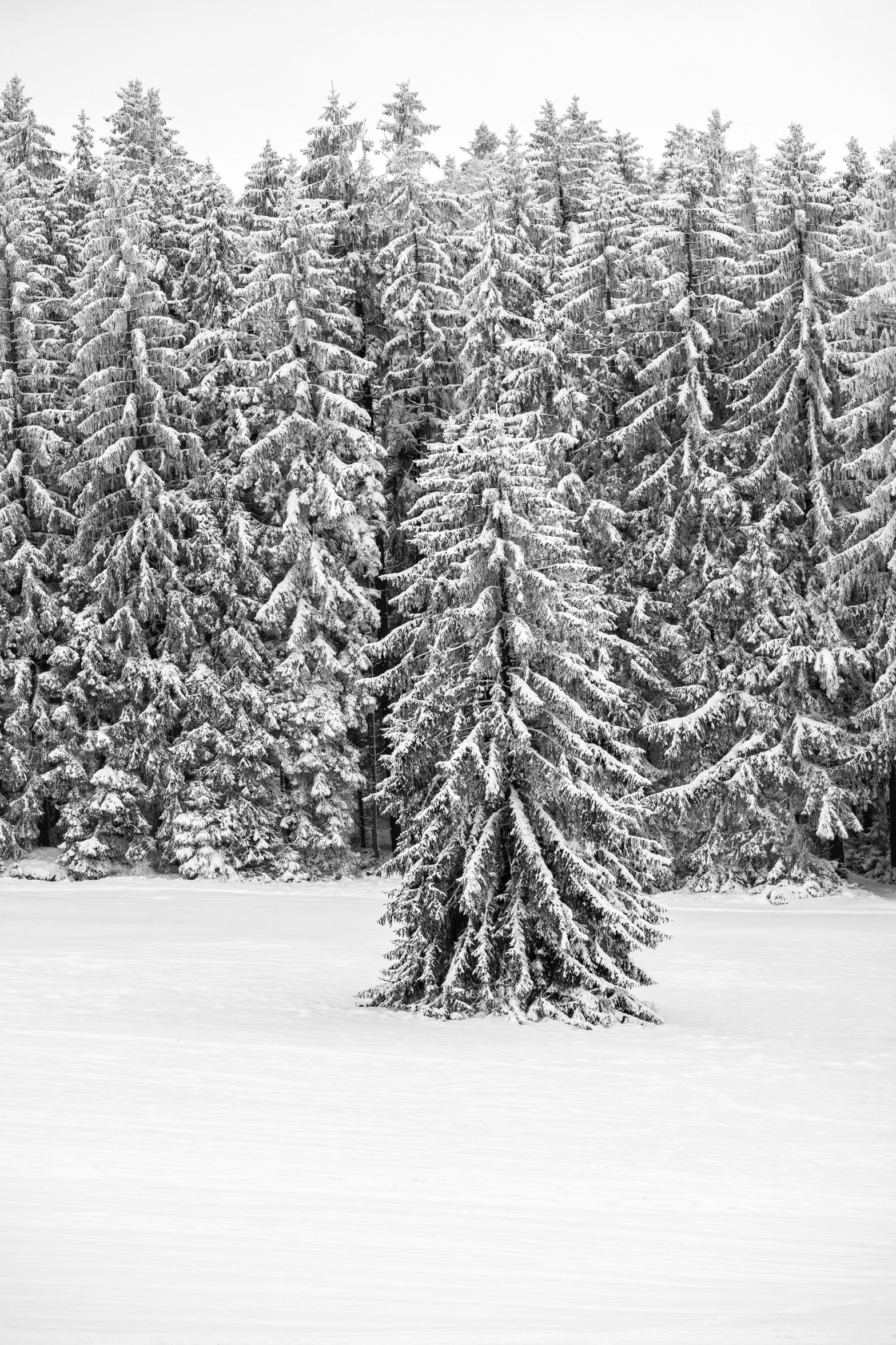 a small forest that is sitting in the snow