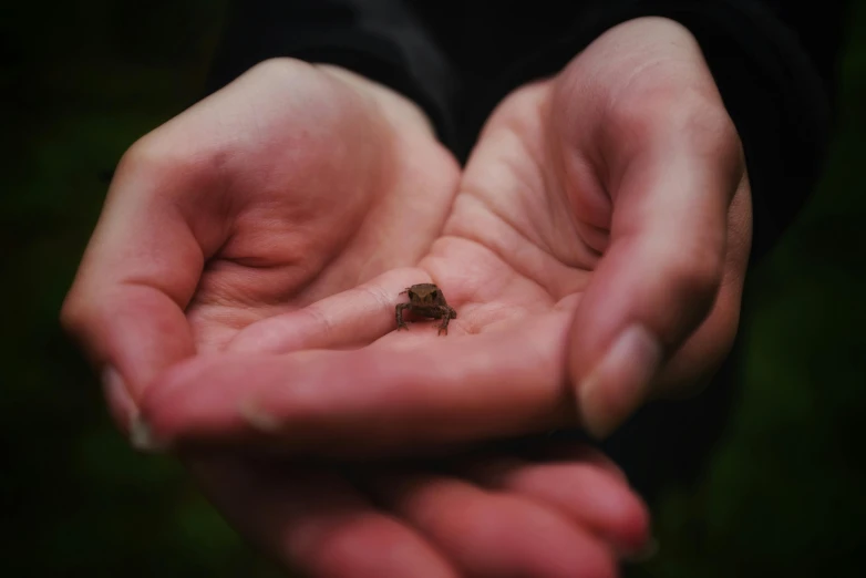 a bug that is sitting in someones hands