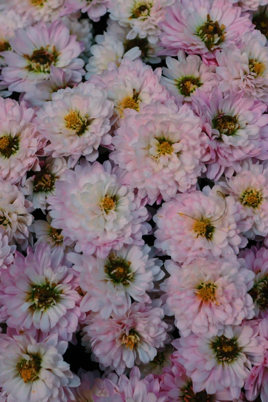 pink flowers are in a flower shop with pink and white flowers