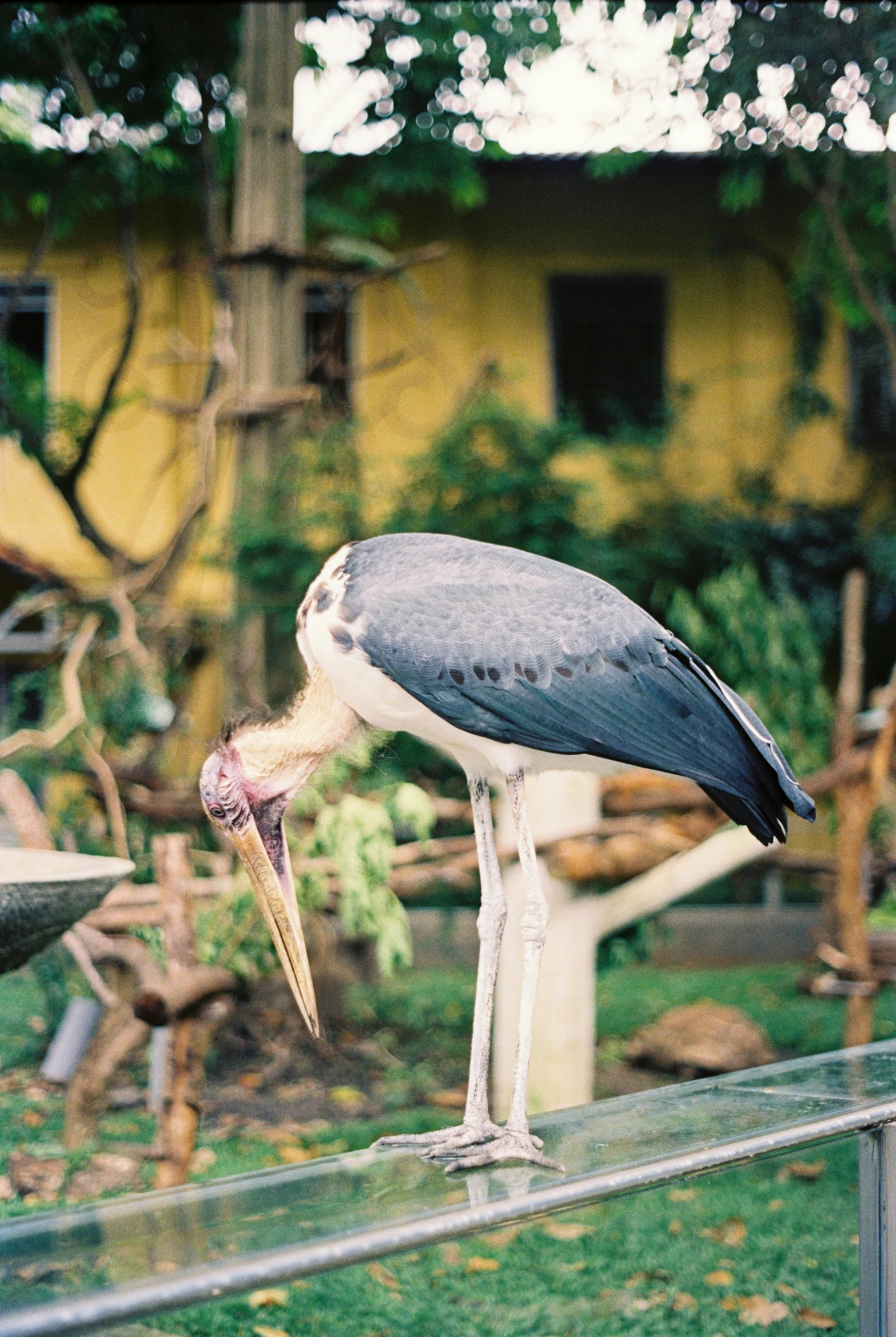 a large bird perched on top of a glass fence