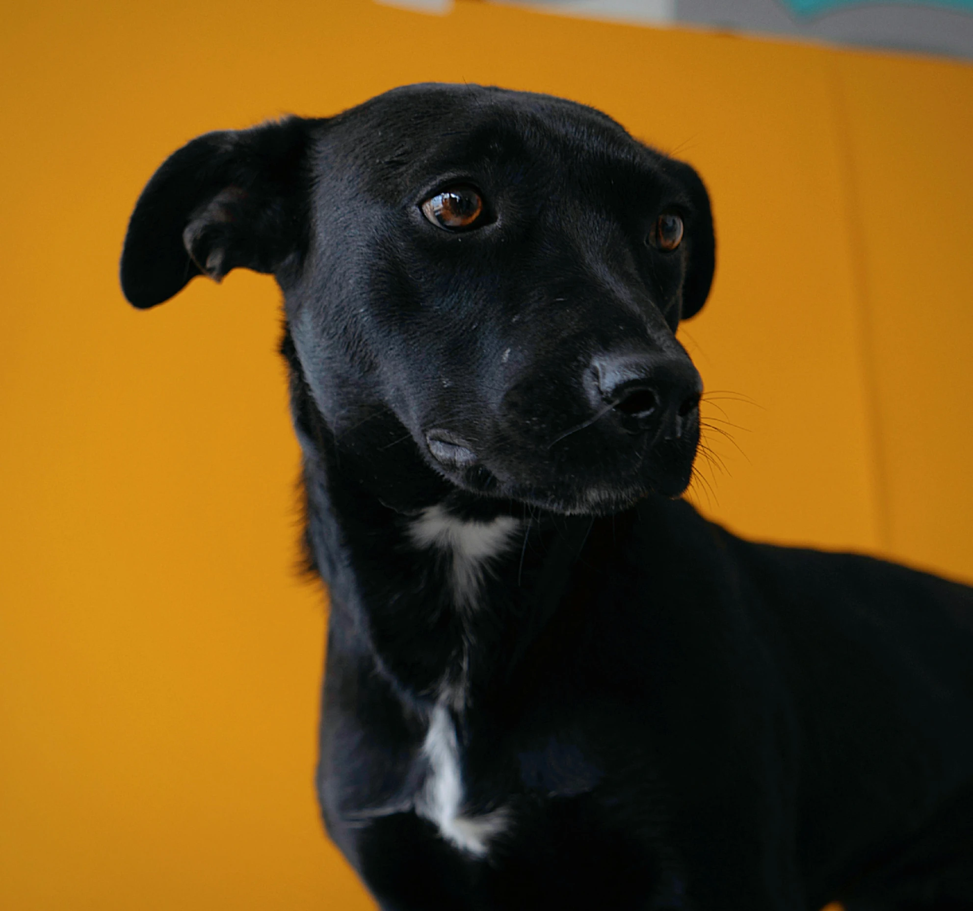 a black dog on an orange background in the image