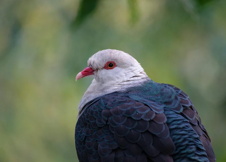 a bird perched on top of a nch next to a plant