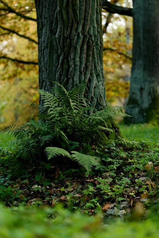 a large tree in the woods surrounded by leaves