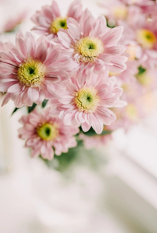 a closeup image of pink daisies in a vase