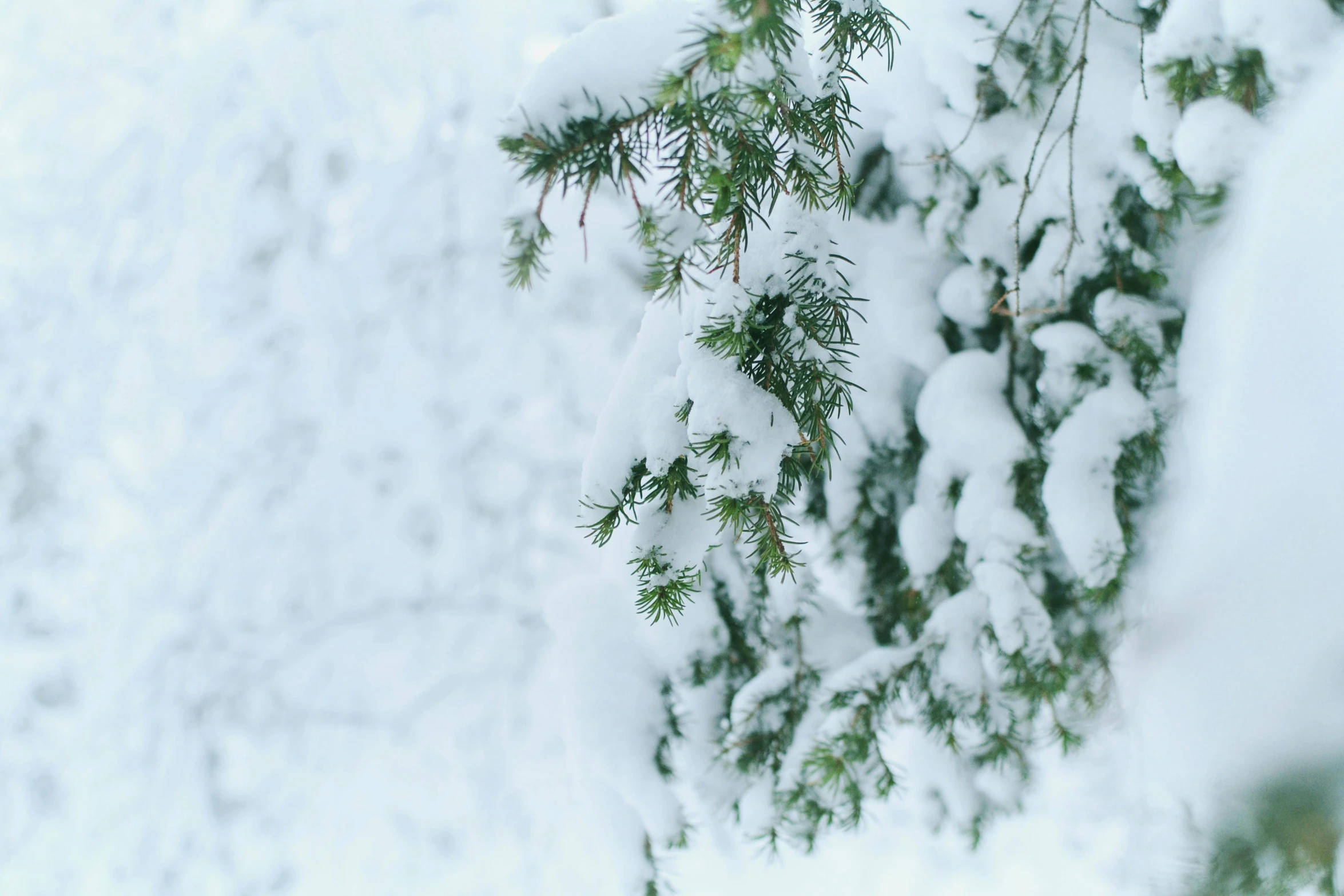 snow covered pine tree nches from a snowy view