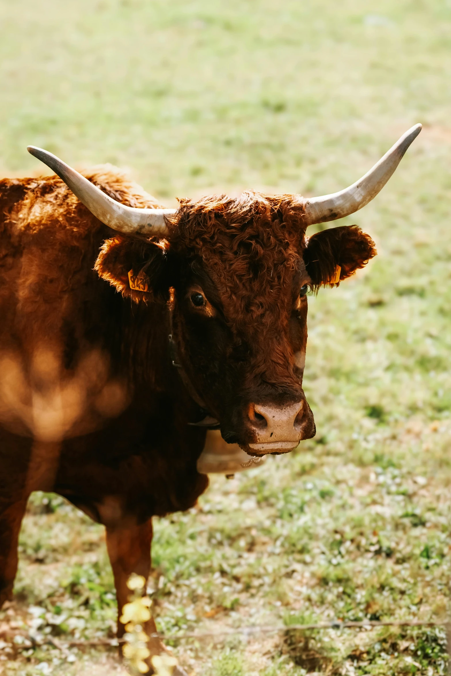 a bull with horns is standing in a grassy field